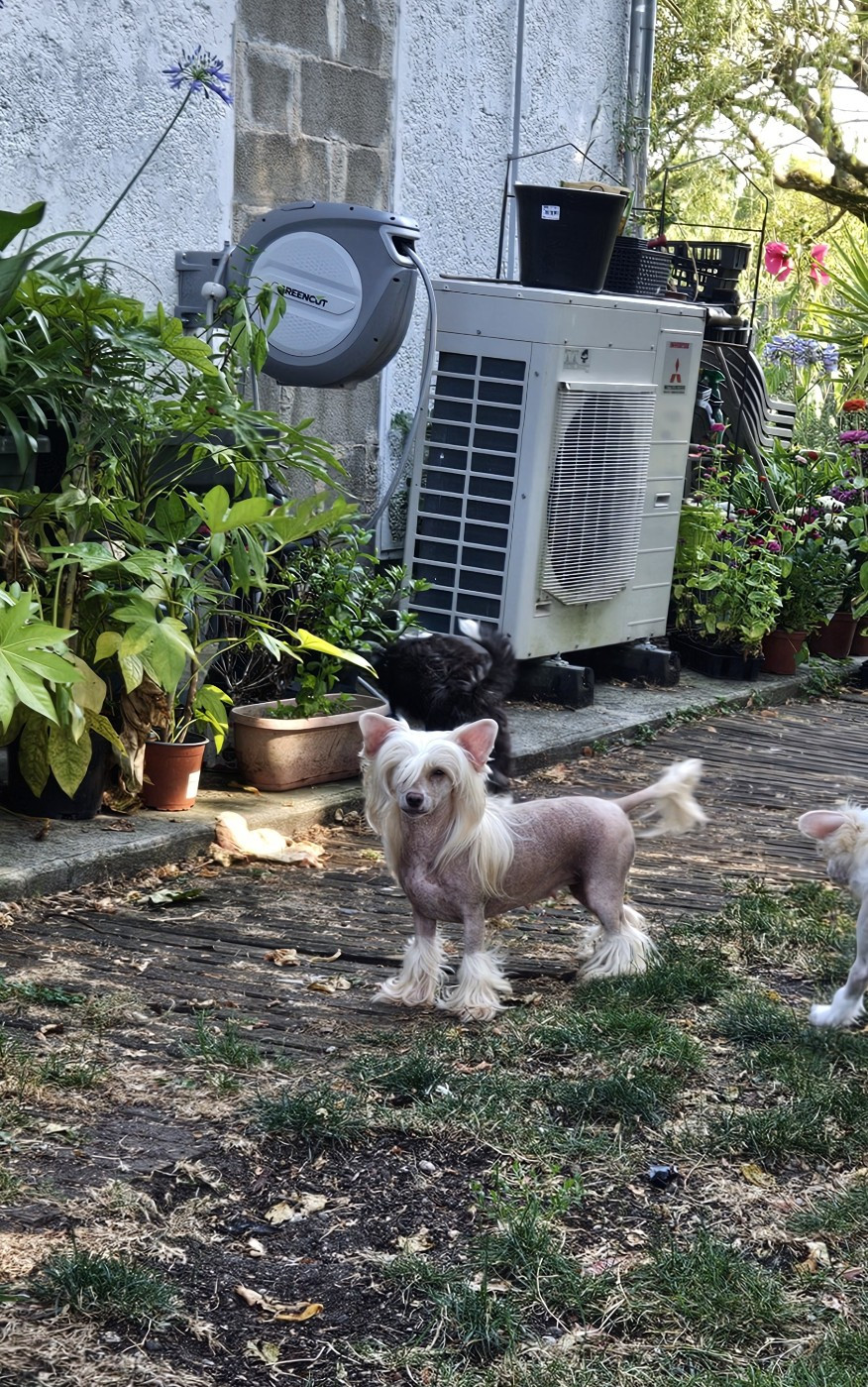 golden diamond cresteds  MINELLI