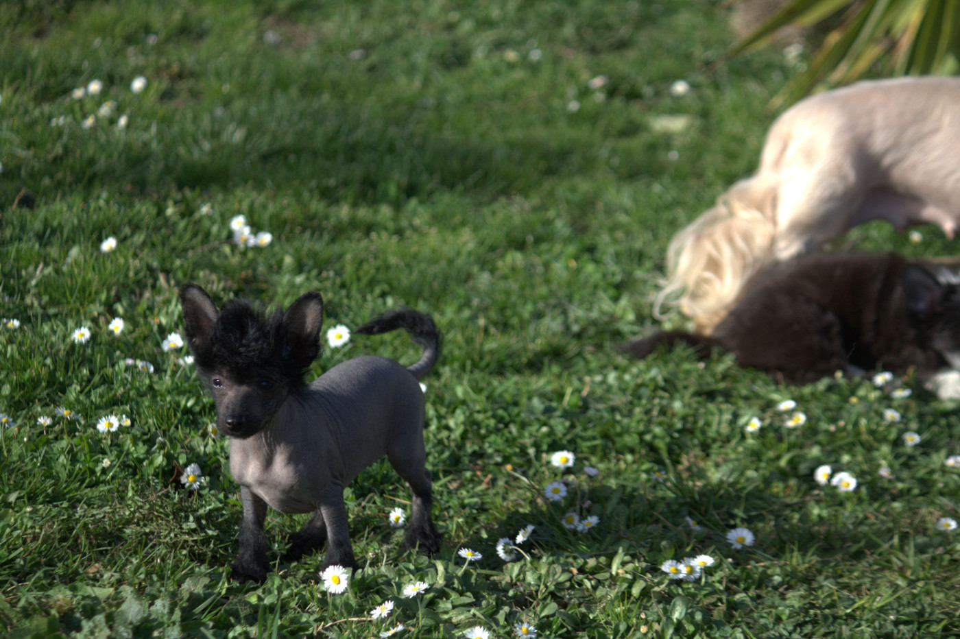 Moon Harbour - Chiots disponibles - Chien chinois à crête