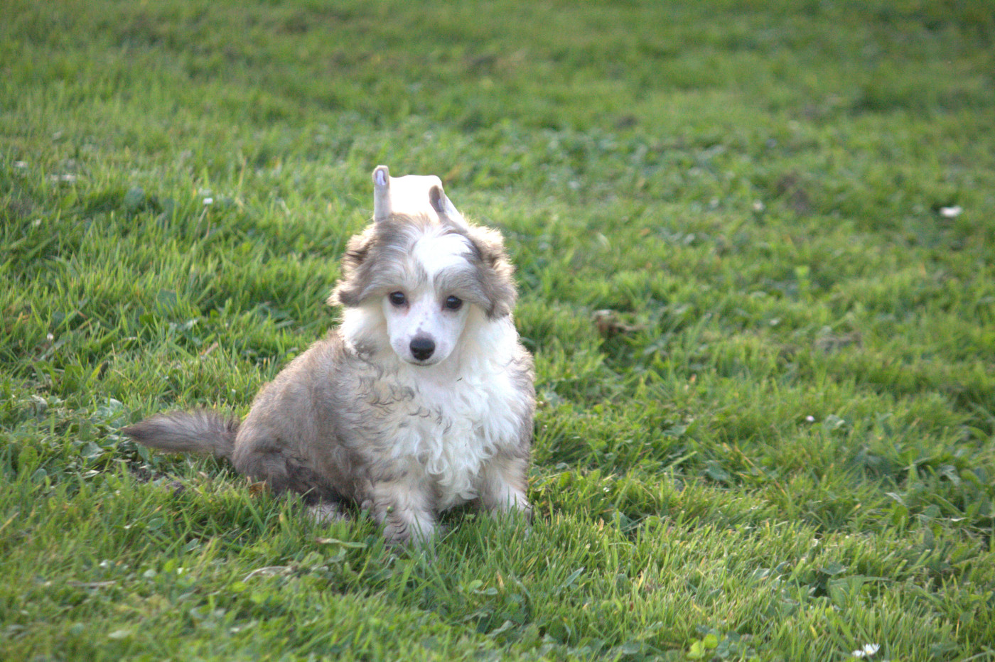 Moon Harbour - Chiots disponibles - Chien chinois à crête