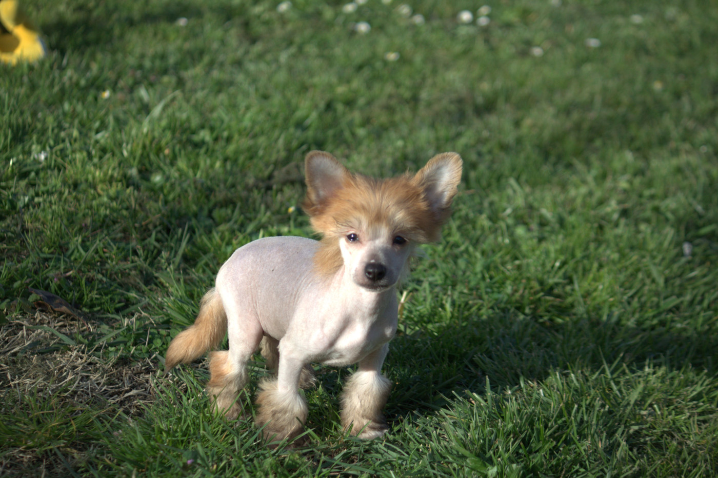 Moon Harbour - Chiots disponibles - Chien chinois à crête