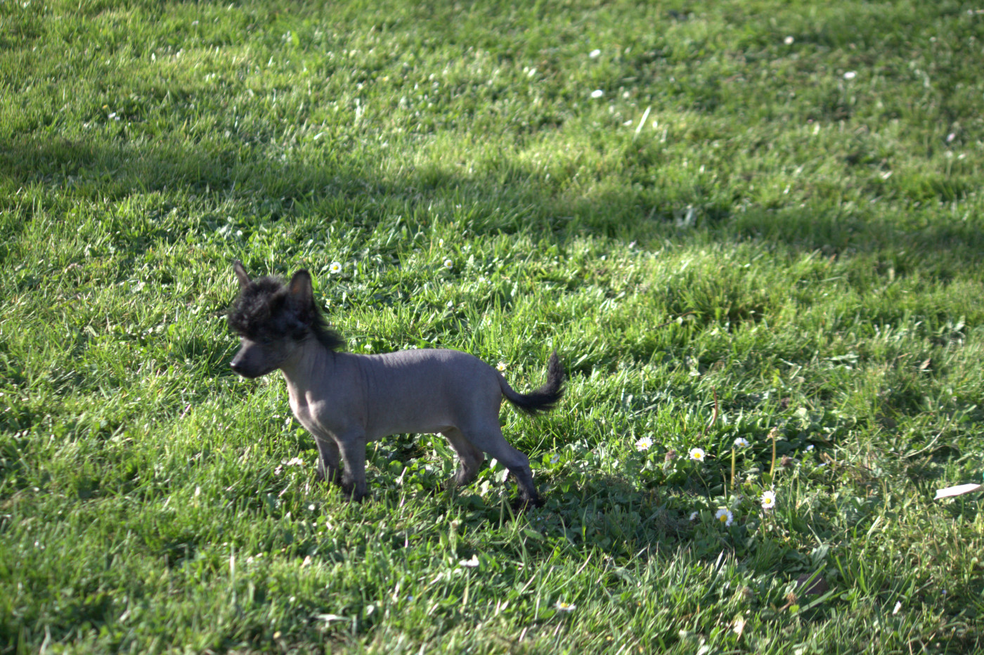 Moon Harbour - Chiots disponibles - Chien chinois à crête